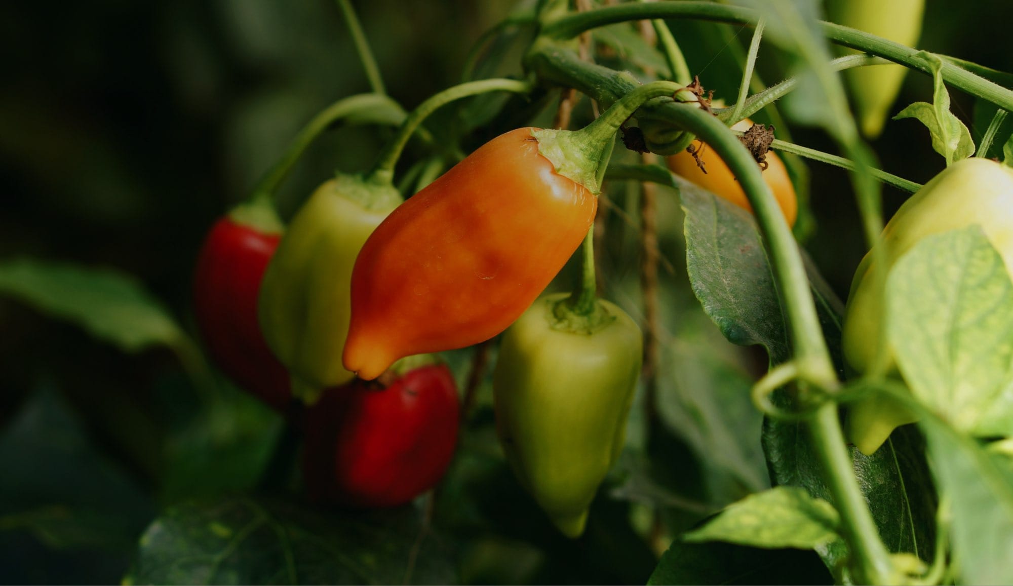 chili pepper long johns