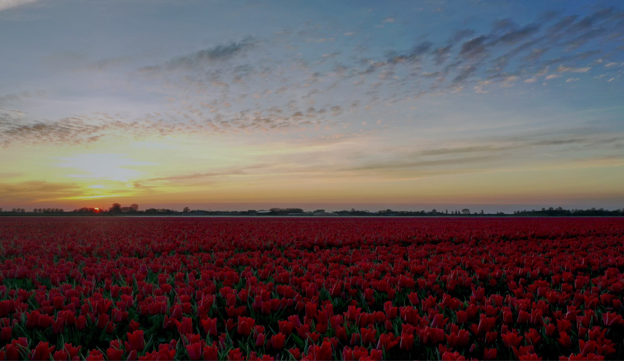 Horticulture field of red tulips treated with Maxstim Ornamental biostimulant