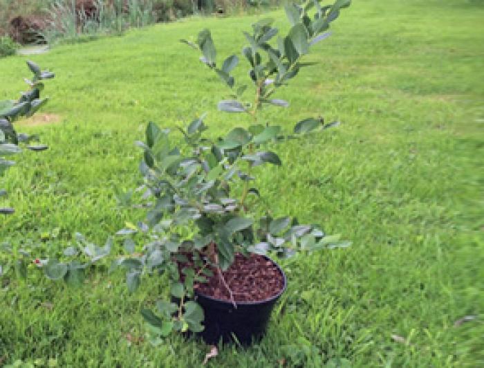 Control plant in a case study testing the efficacy of biostimulants on blueberry plants