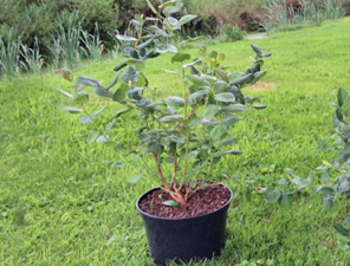 Blueberry plant that has been treated with Maxstim biostimulants