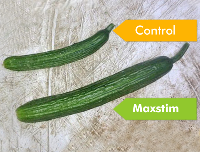 Examples of cucumbers, one of which is from a plant treated with Maxstim biostimulants and one that is from a control plant