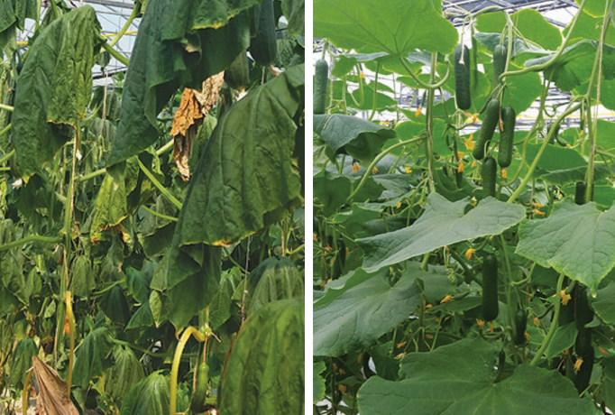 Two images, one showing a cucumber plant with wilted, unhealthy leaves before it was treated with Maxstim biostimulants and one showing the plant with healthy leaves and bigger vegetables after being treated with Maxstim biostimulants