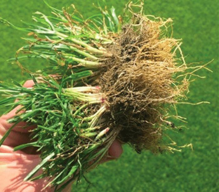 Samples of turf from Craven Cottage football pitch showing improved root structure