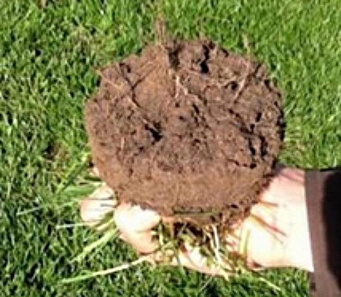 Examples of roots taken from Chantilly race course before Maxstim biostimulants were introduced