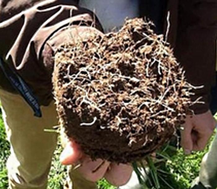 Sample of improved root structure taken from Chantilly race course after the turf was treated with Maxstim biostimulants