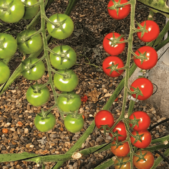 Cherry Tomato Trials