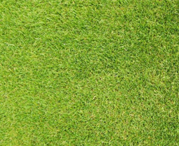 A close up of the healthy green turf grown at Swansea City AFC