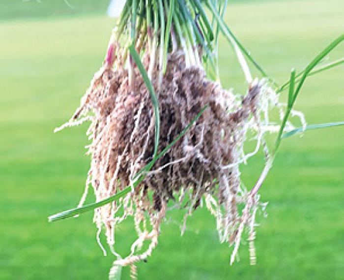 Shoots of grass from Swansea City AFC pitch showing impressive root structure