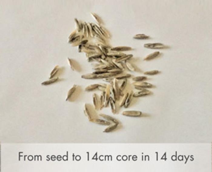 Grass seeds on a white table surface with a tag line of 'From seed to 14cm core in 14 days'