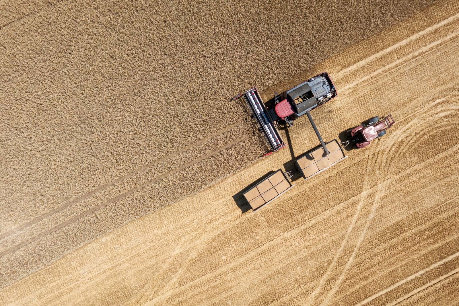 A combine harvester and tractor harvesting wheat from a crop field