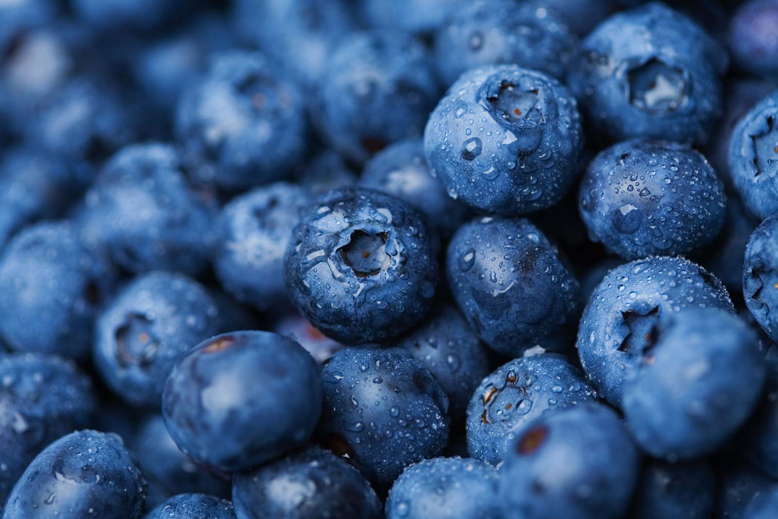 harvested blueberries whose quality shows the efficacy of Maxstim biostimulants