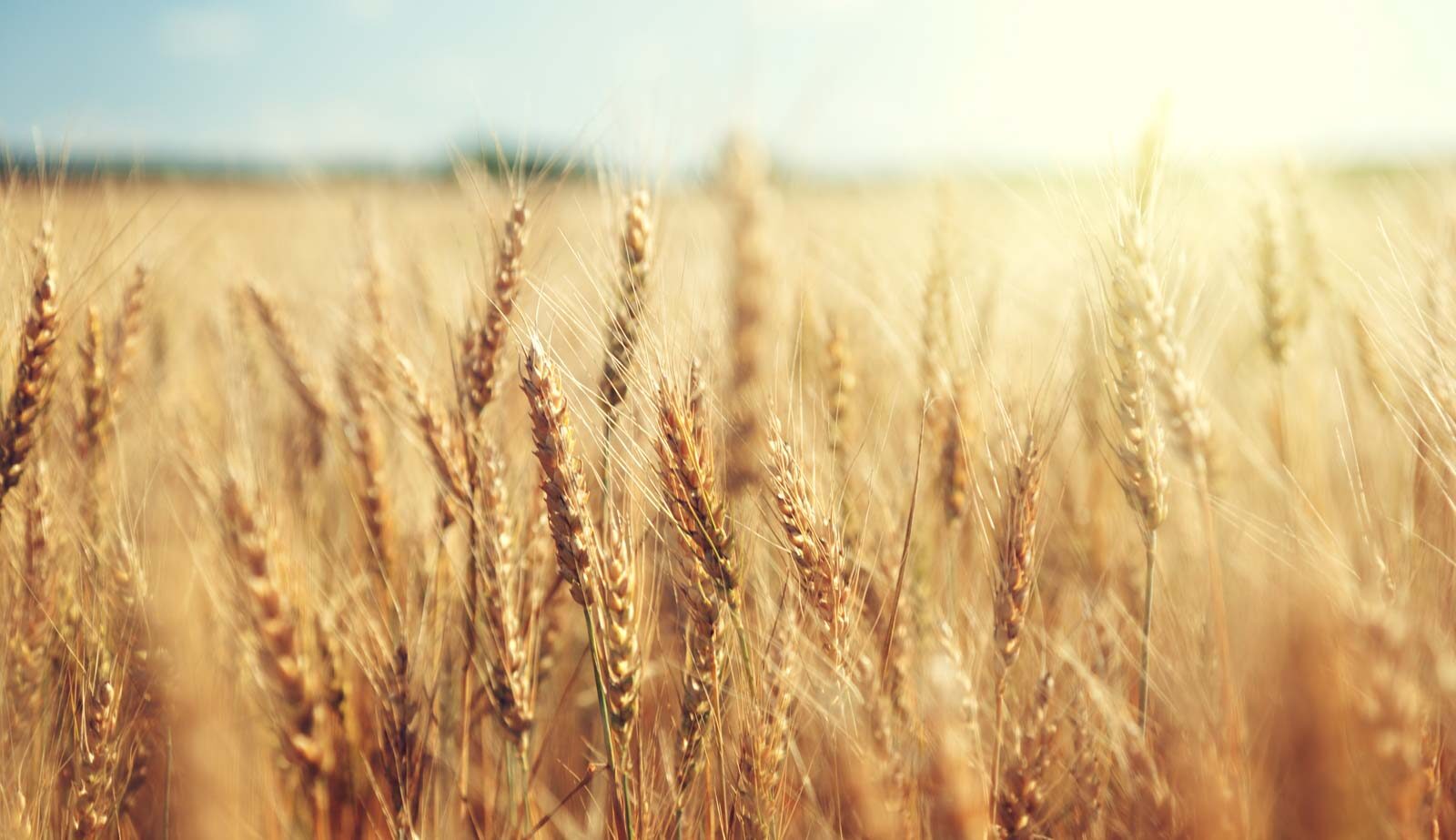 Crop field full of wheat