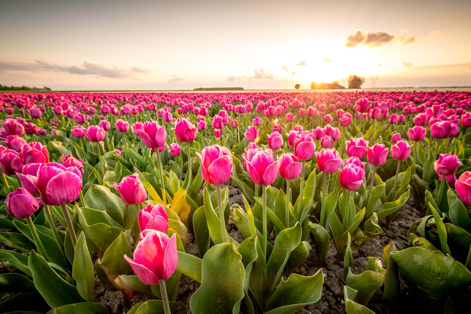 Field of tulips where Maxstim biostimulants have been applied to increase growth