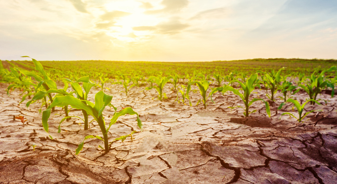 Can silicon reduce the effects of abiotic stress in plants?