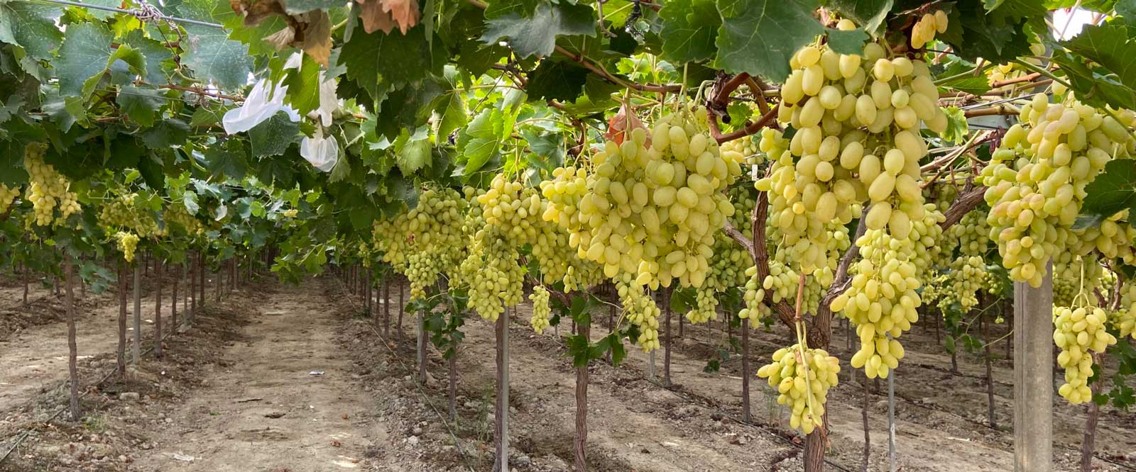 Maxstim for Grapes increases the growth, yield and quality of dessert grapevines