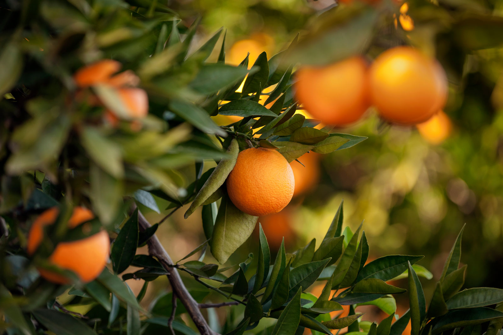 Orange trees treated with Maxstim biostimulants produce sweeter fruit