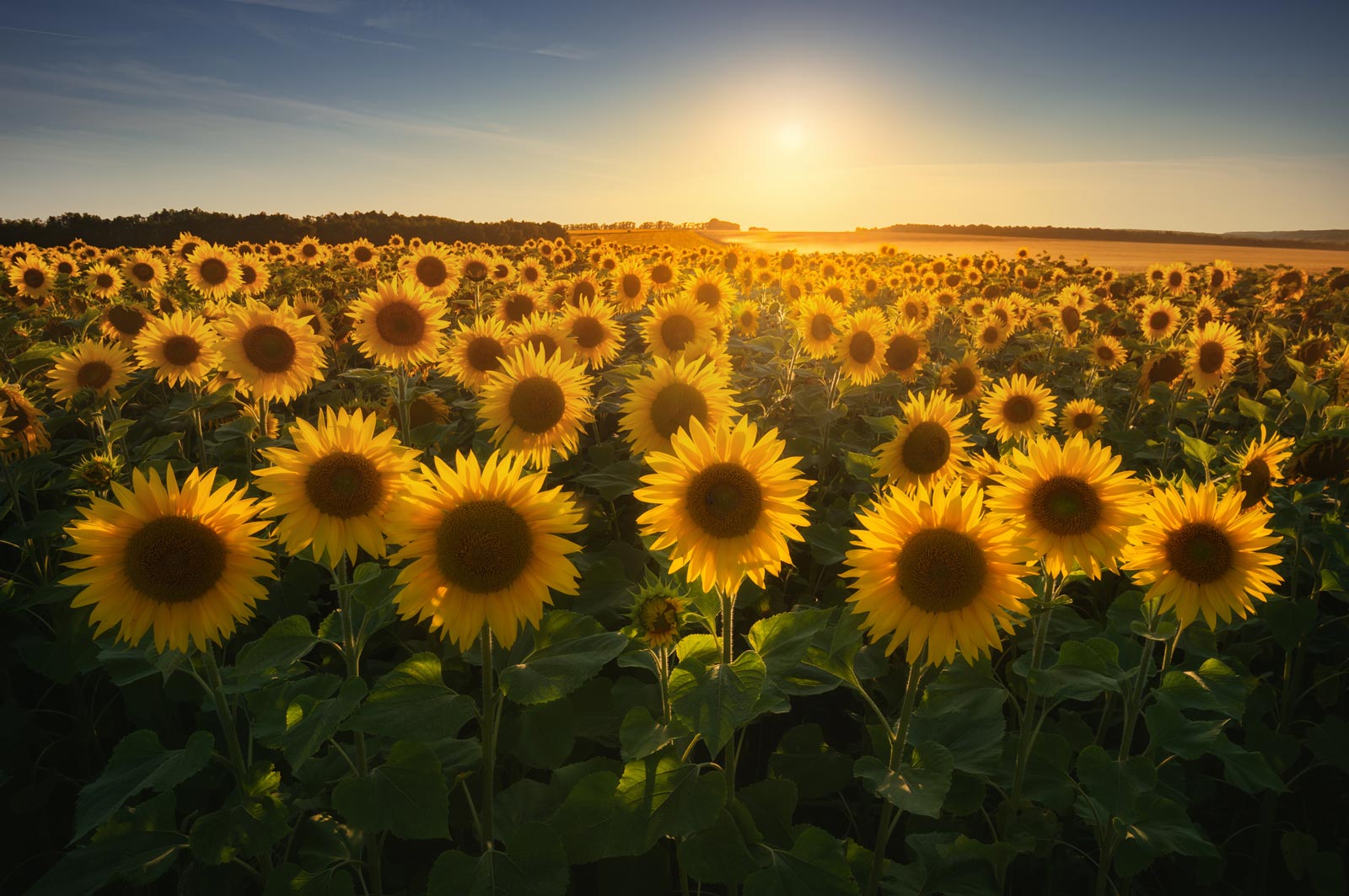 A horticulture crop field filled with sunflowers