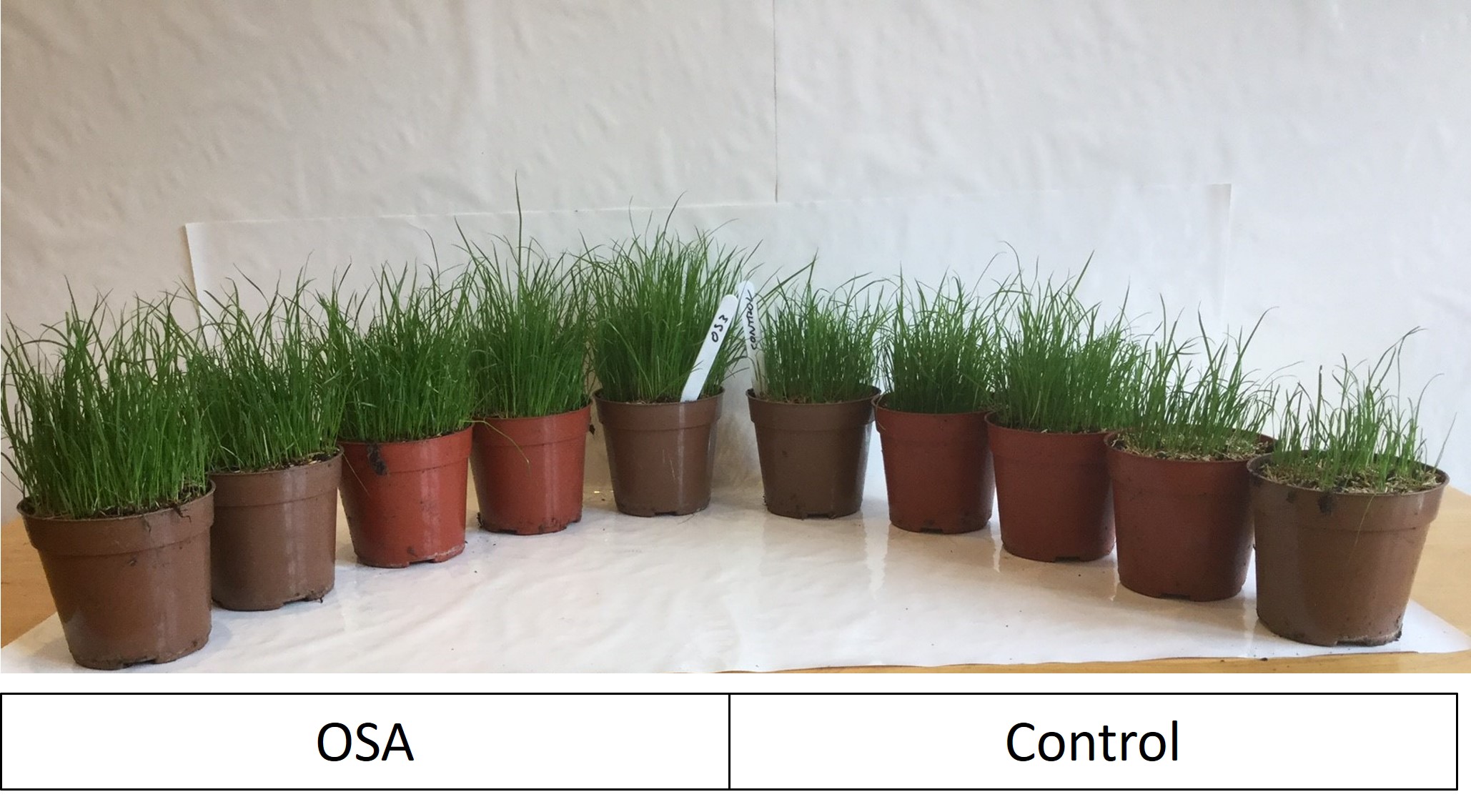 10 samples of rye grass, 5 of which have been treated with Aorthosilicic acid