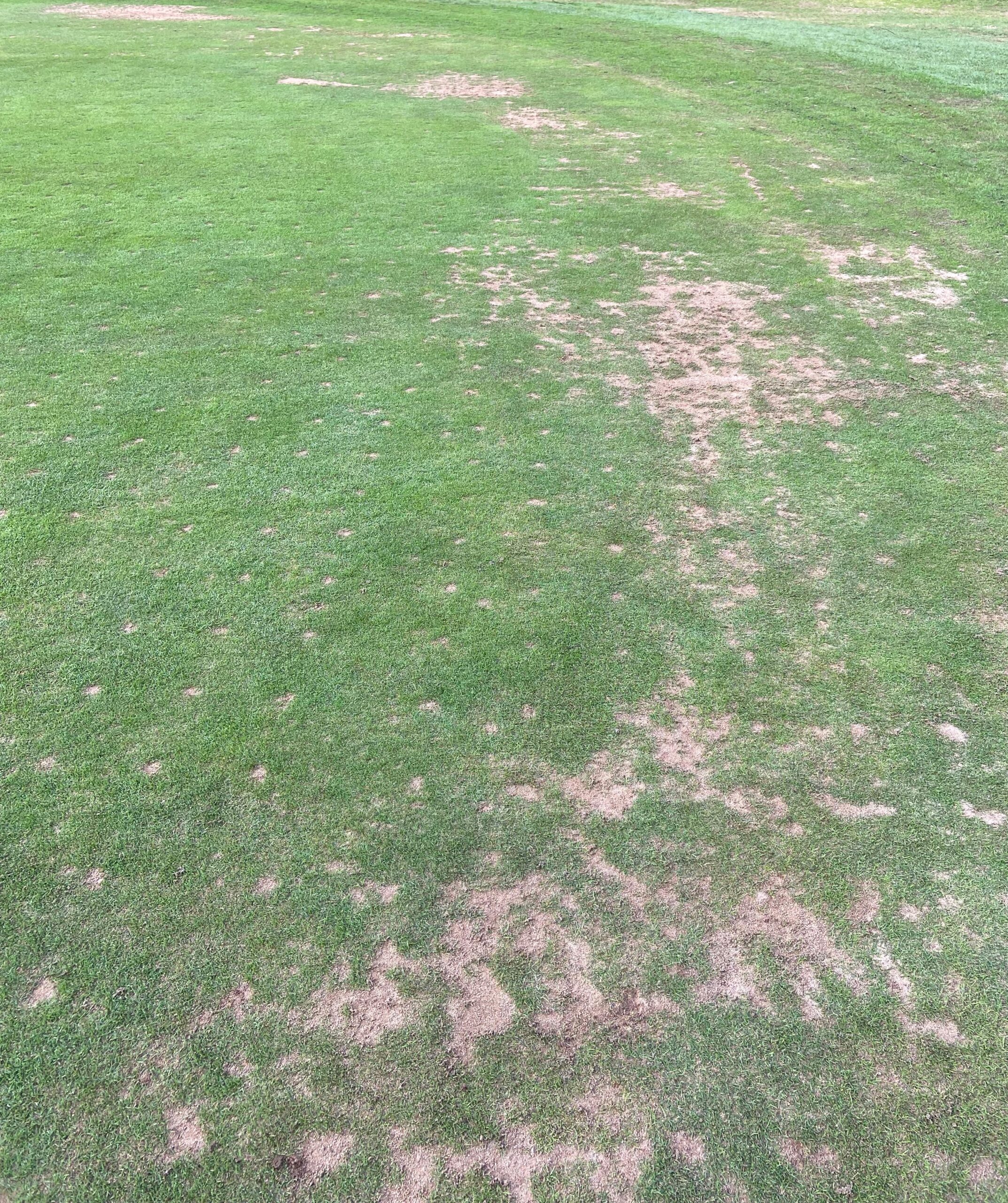 Turf showing signs of wear and tear that can be improved with Maxstim biostimulants