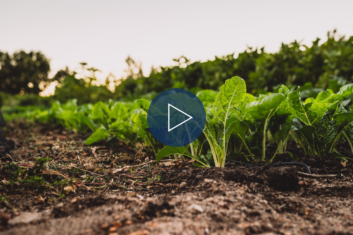 How can biostimulants deliver food security?