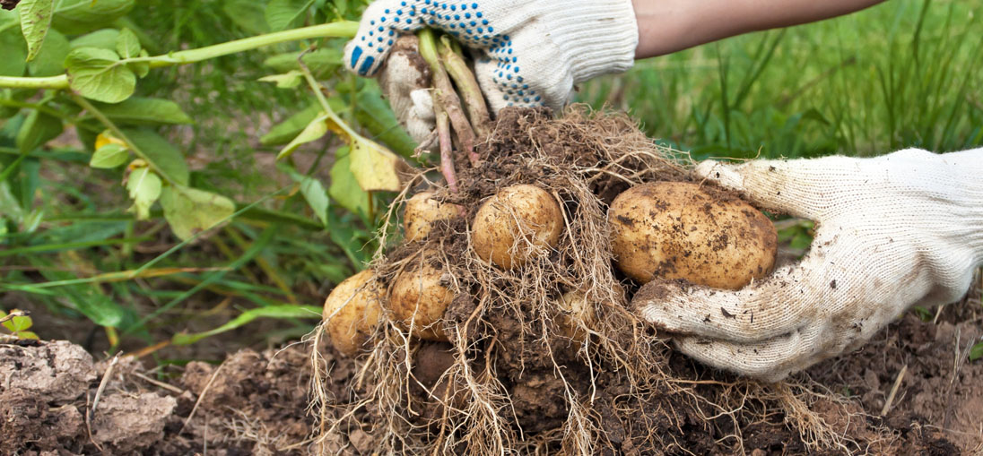 Root development claim