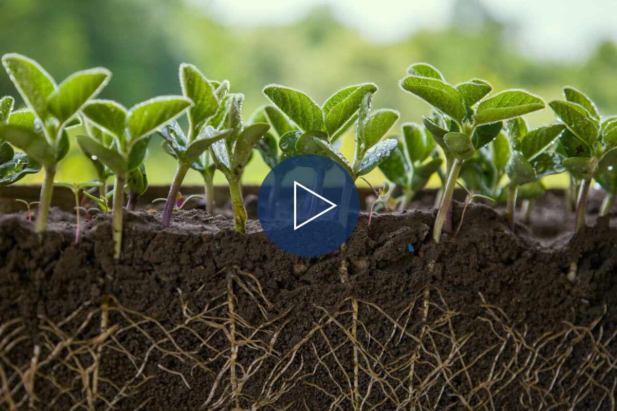 How to enable a plant to uptake and use silicon Maxstim