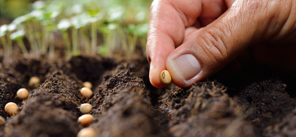Improving seed germination with Maxstim complex biostimulants