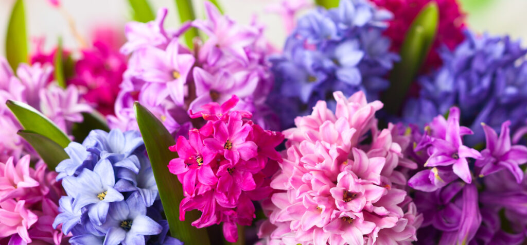 Hyacinth yield increase through use of Maxstim biostimulants
