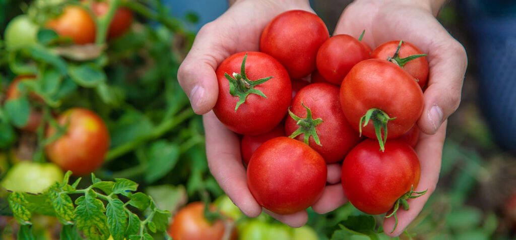 improved tomatoes using complex biostimulants