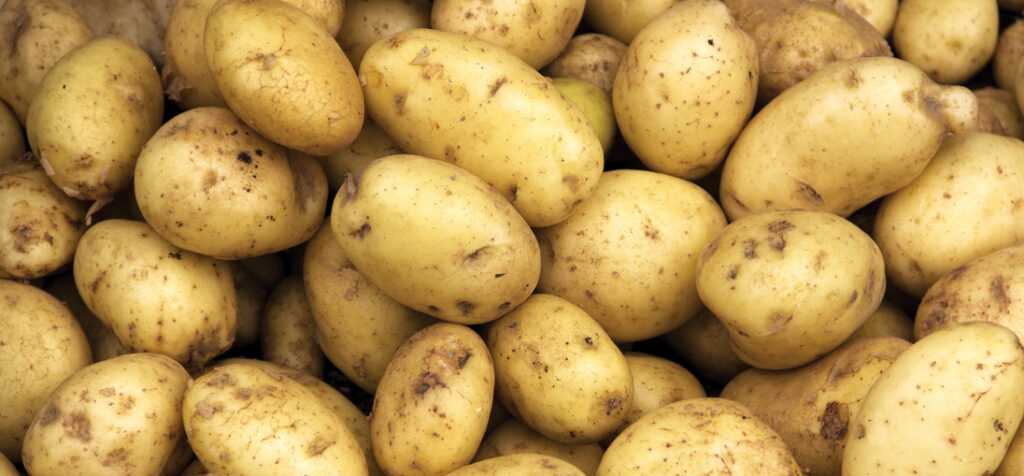 improving potato quality and yield through use of complex biostimulants