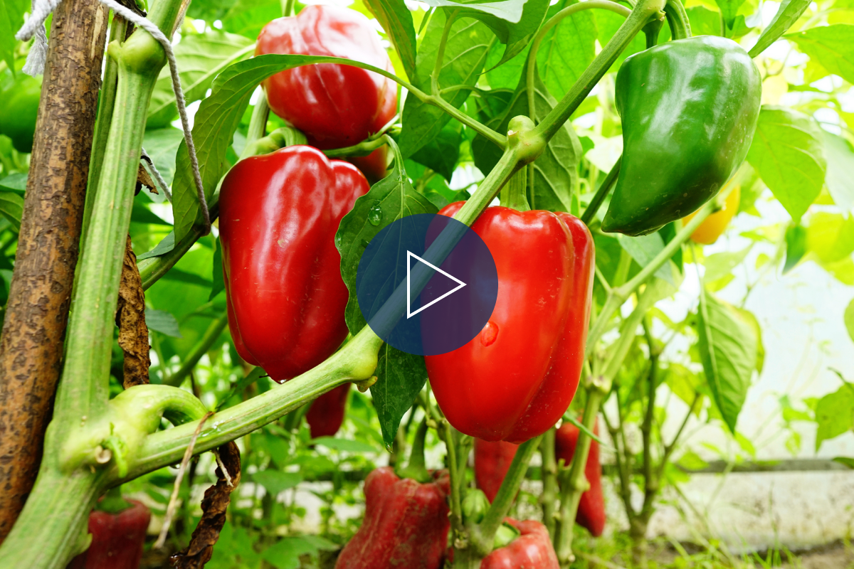 The synergistic effect of Maxstim Agriculture+ and Cynosa™