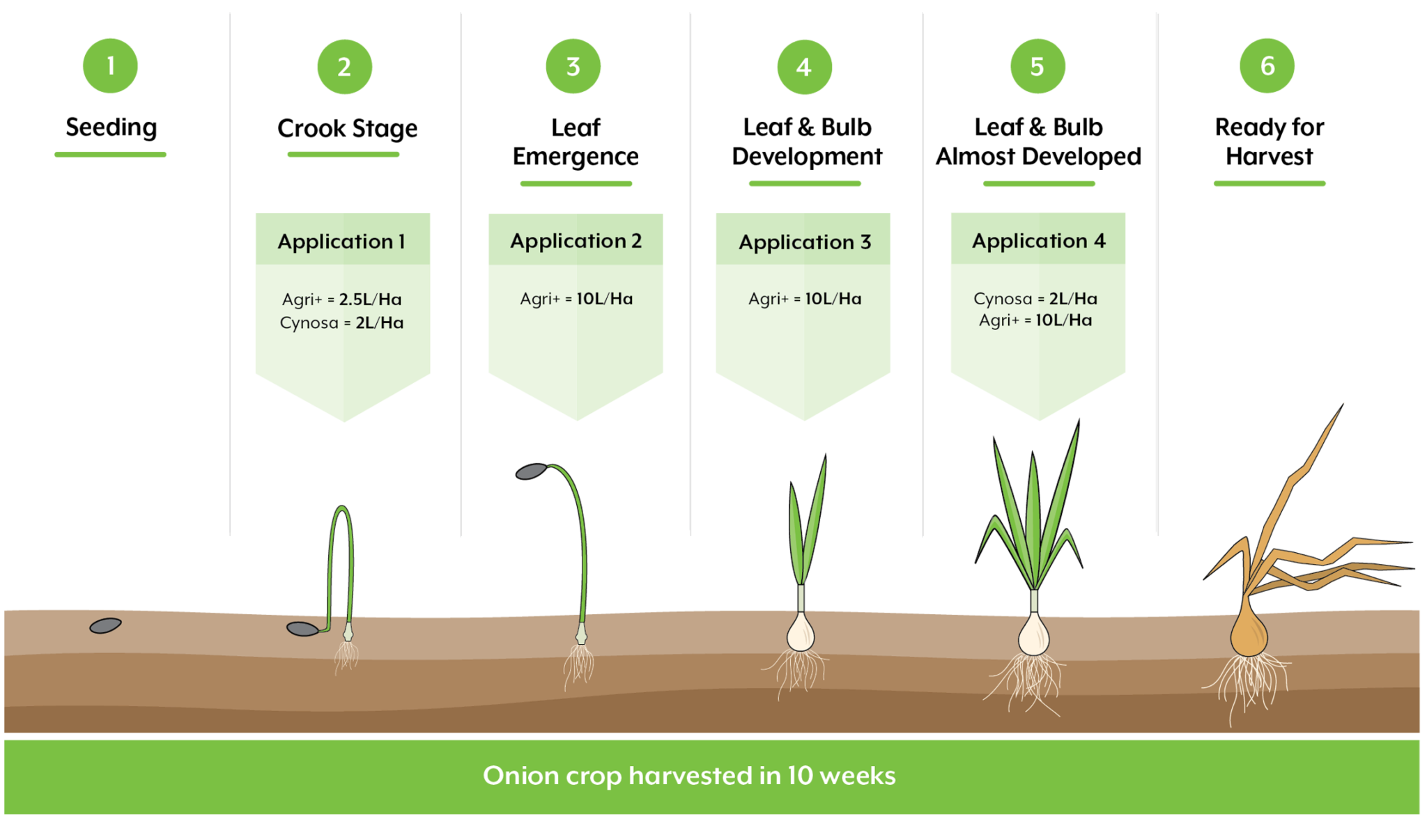 Onion Crop Data Analysis Complex Biostimulants Maxstim Ltd