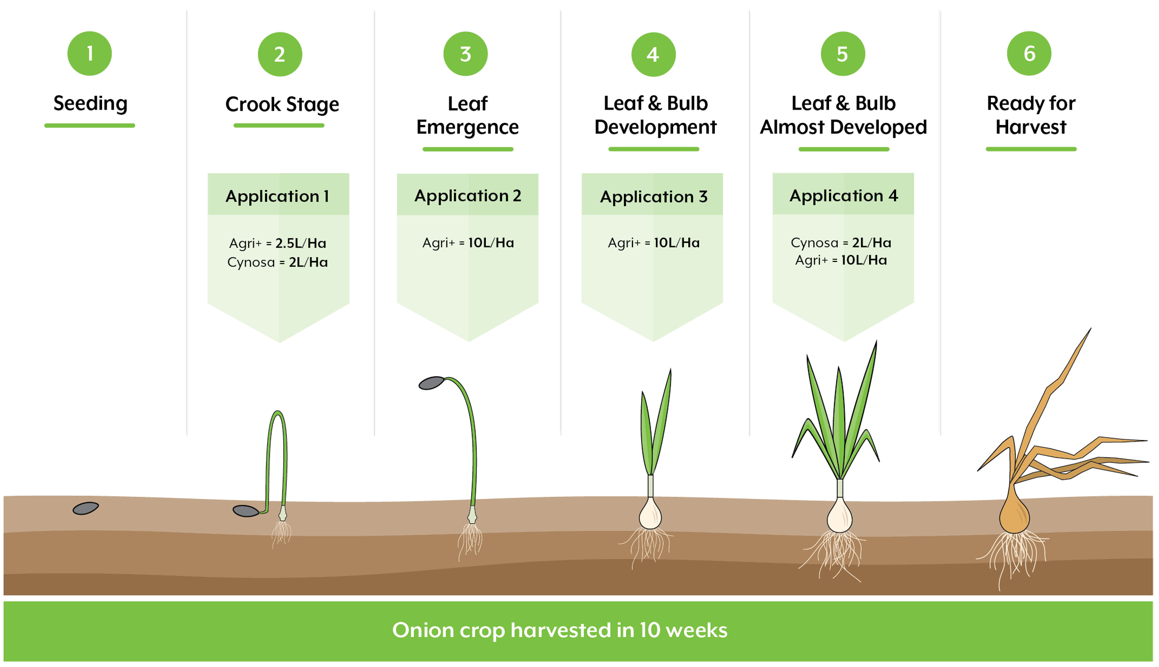 Onions growth cycle