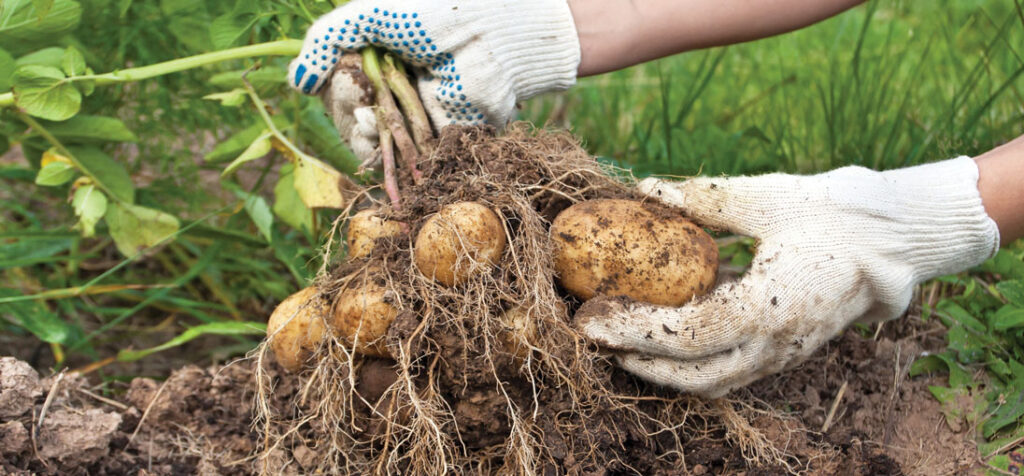 Root development in potatoes
