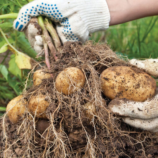 Root development claim