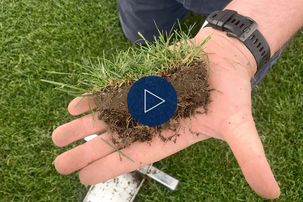 Exceptional turf growth