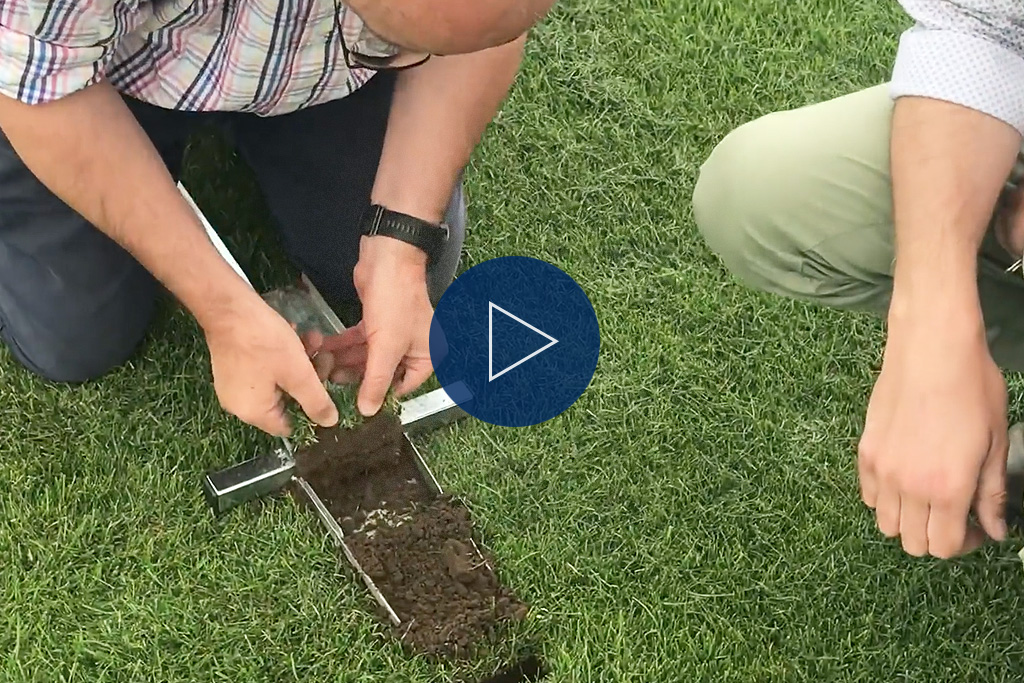 Rye Grass - two and a half months