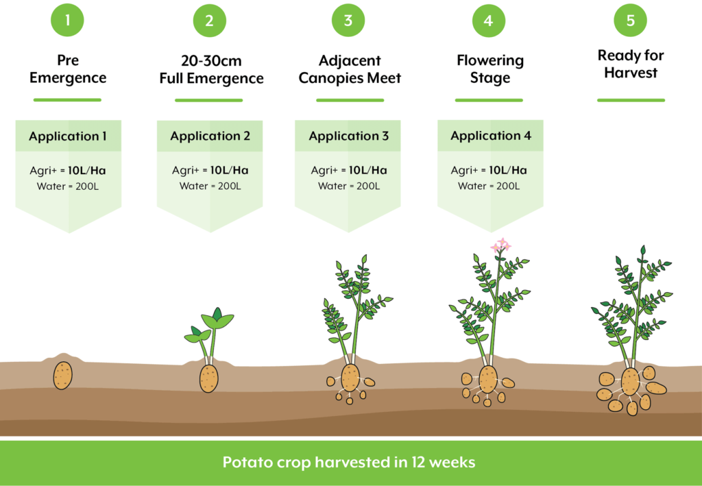 potato growth and treatment diagram