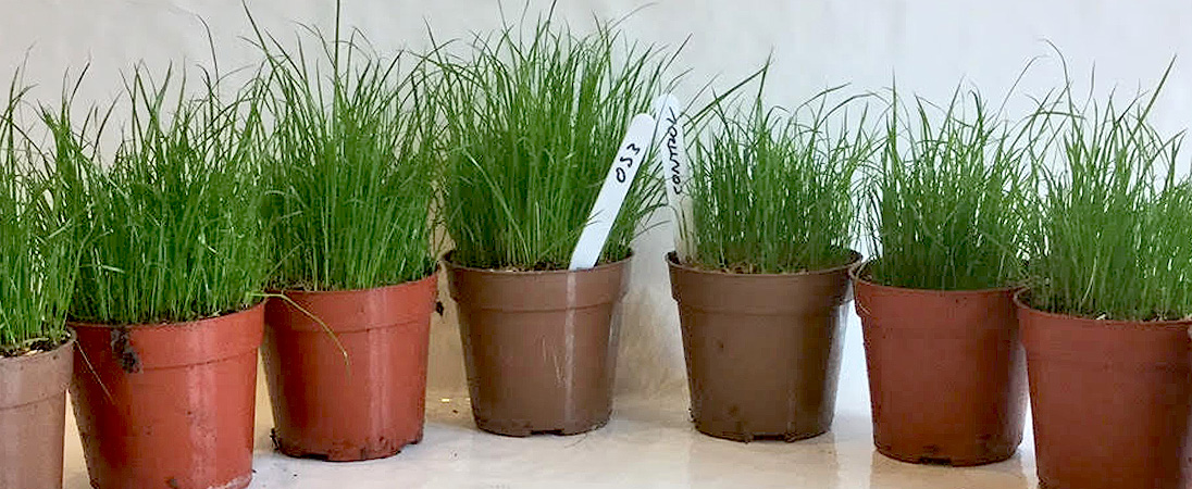 Rye Grass Test