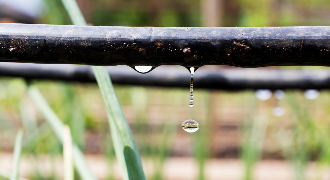 Onions drip irrigation