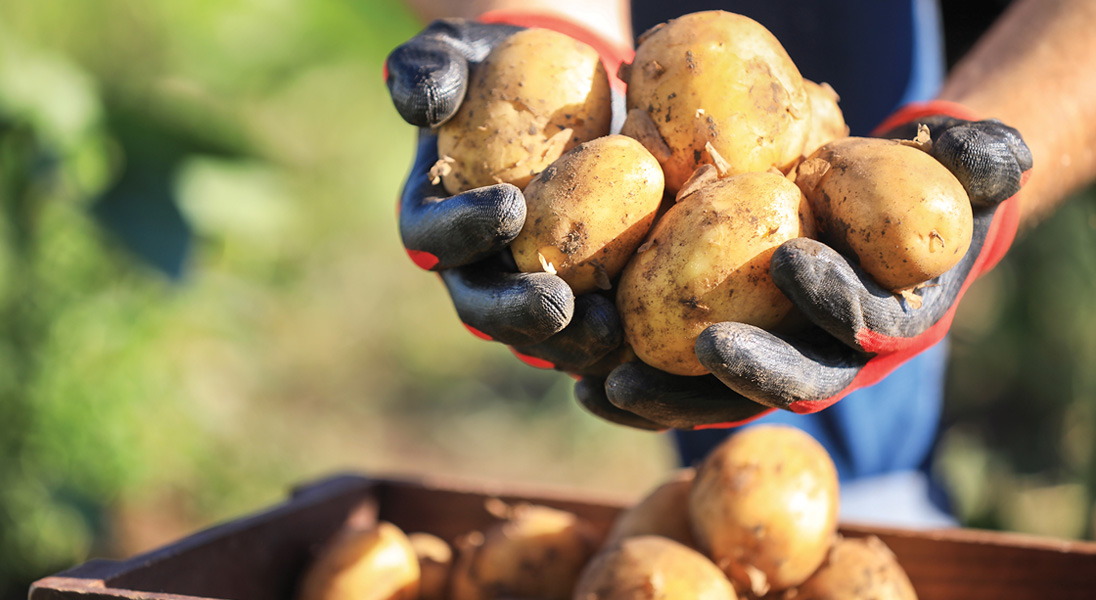 Can a biostimulant improve my potato crop?