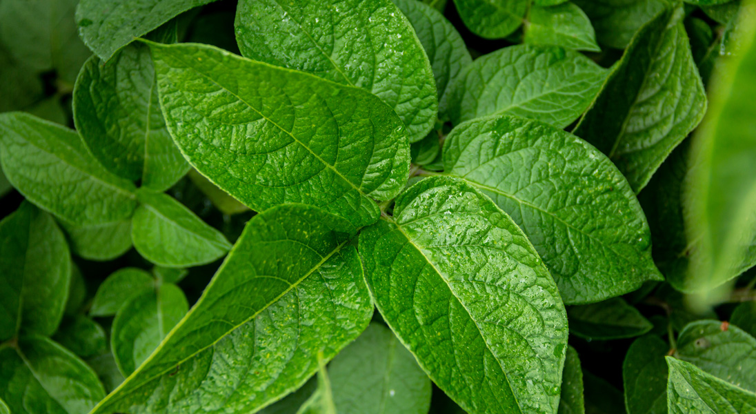 potato leafs