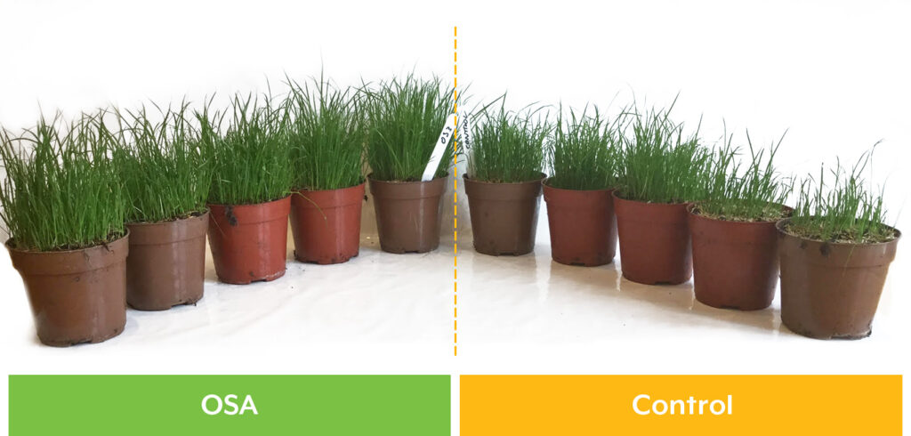 Rye Grass - silicon test