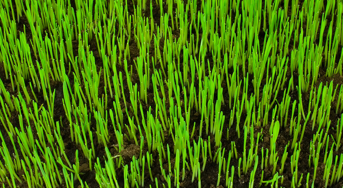 Harnessing silicon: a solution for salt stress in turfgrass