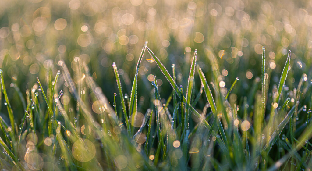 Turf growth and silicon