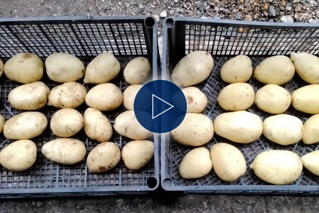 Can a biostimulant improve the skin finish of my potato crop?