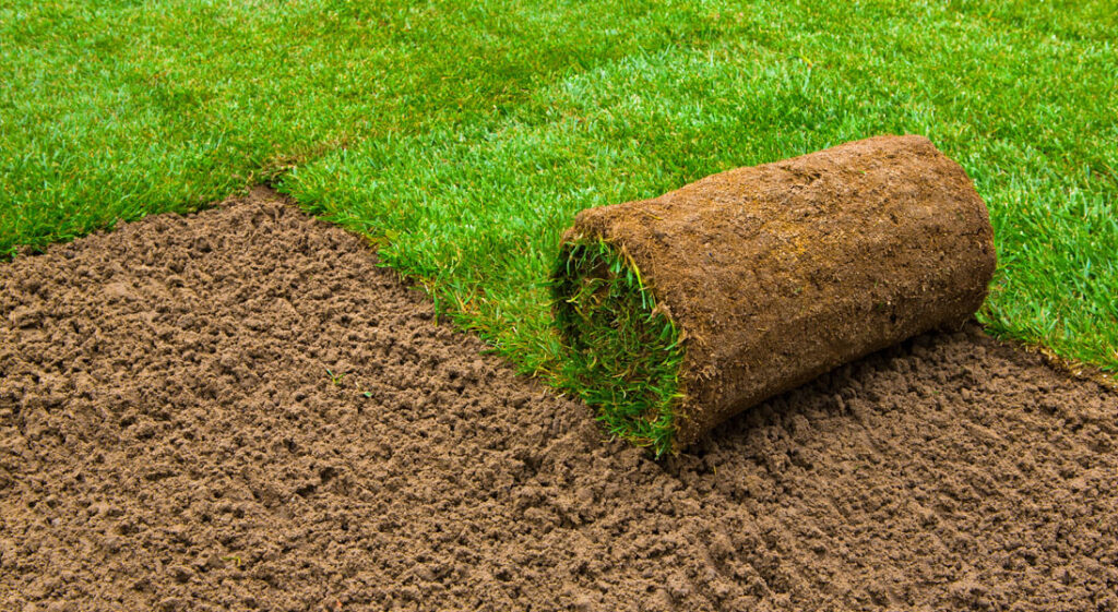 Turf Sods