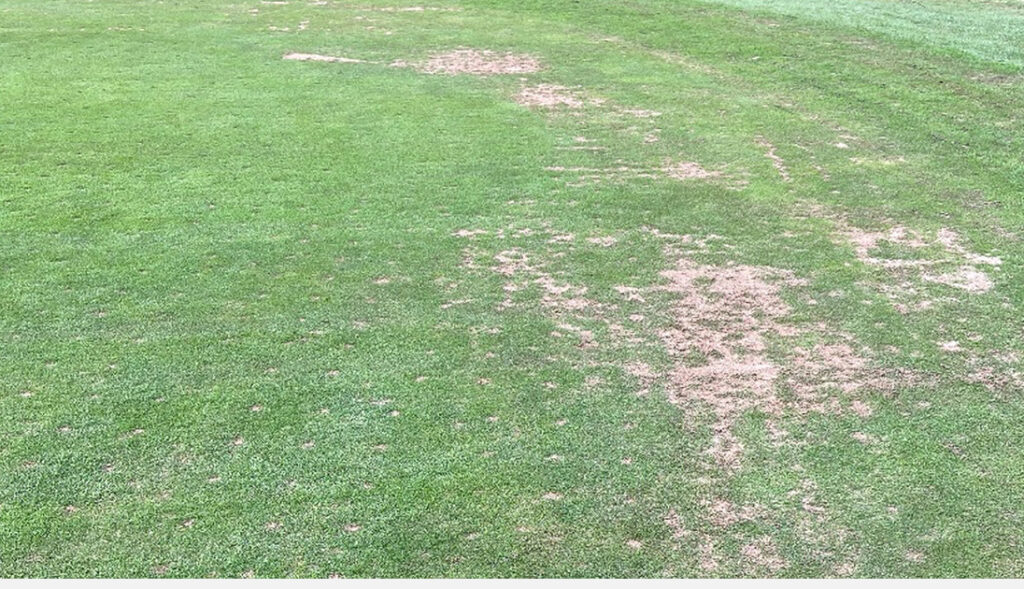 Microdochium in turf