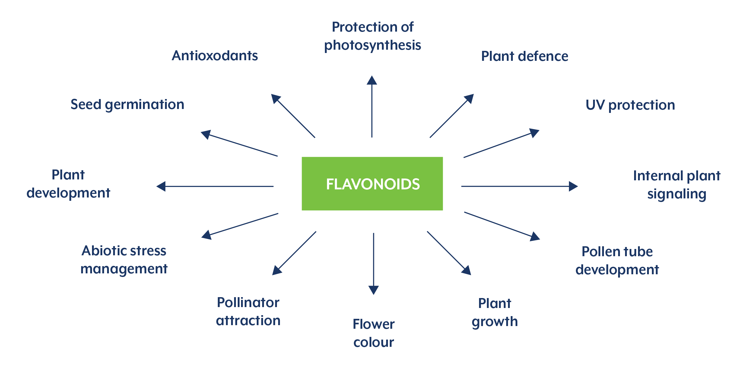 Flavonoids diagram