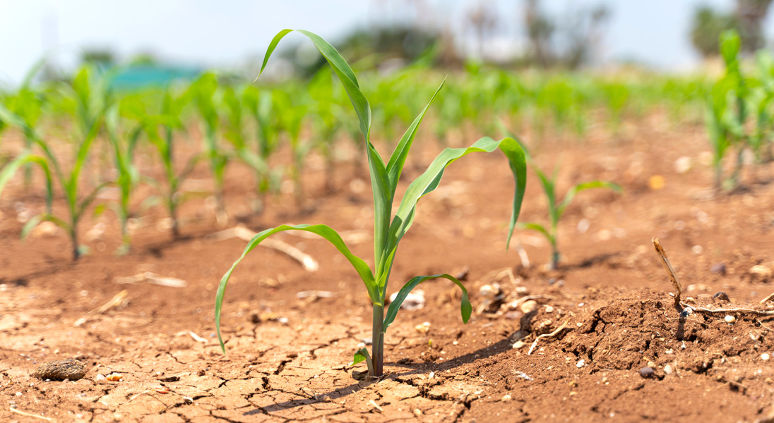 Roots and drought